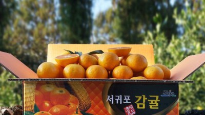 귤칼로리 걱정 싹!🍊 맛있는 귤 후기 & 꿀팁 대방출!